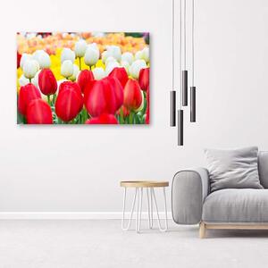 Obraz na plátne Viacfarebné tulipány Rozmery: 60 x 40 cm