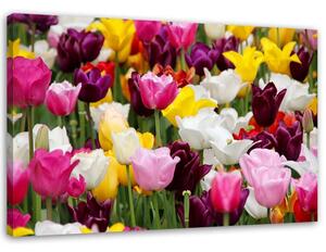 Obraz na plátne Lúka plná tulipánov Rozmery: 60 x 40 cm