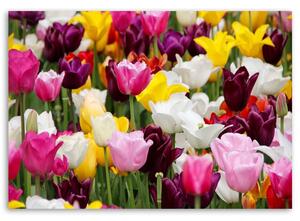 Obraz na plátne Lúka plná tulipánov Rozmery: 60 x 40 cm
