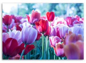 Obraz na plátne Lúka tulipánov Rozmery: 60 x 40 cm