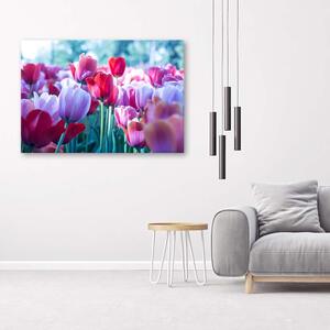 Obraz na plátne Lúka tulipánov Rozmery: 60 x 40 cm