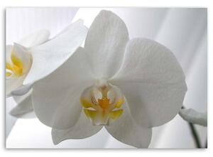 Obraz na plátne Biele orchidey so žltým stredom Rozmery: 60 x 40 cm