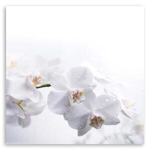 Obraz na plátne Biele orchidey na bielom pozadí Rozmery: 30 x 30 cm
