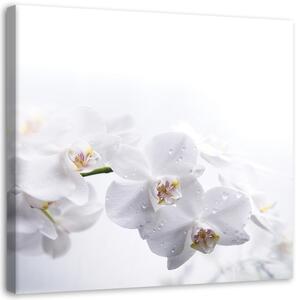 Obraz na plátne Biele orchidey na bielom pozadí Rozmery: 30 x 30 cm