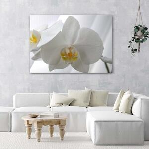 Obraz na plátne Biele orchidey so žltým stredom Rozmery: 60 x 40 cm