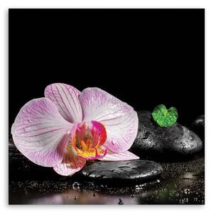 Obraz na plátne Kvitnúce zen orchidea Rozmery: 30 x 30 cm