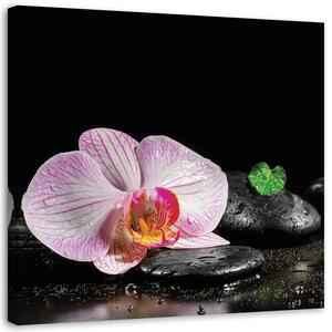 Obraz na plátne Kvitnúce zen orchidea Rozmery: 30 x 30 cm