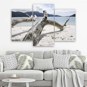 Obraz na plátne Vetva stromu na pláži - 3 dielny Rozmery: 60 x 40 cm