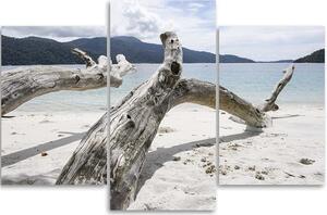 Obraz na plátne Vetva stromu na pláži - 3 dielny Rozmery: 60 x 40 cm