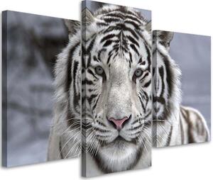 Obraz na plátne Biely tiger v zime - 3 dielny Rozmery: 60 x 40 cm