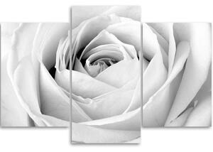 Obraz na plátne Biela ruža - 3 dielny Rozmery: 60 x 40 cm