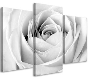 Obraz na plátne Biela ruža - 3 dielny Rozmery: 90 x 60 cm
