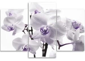 Obraz na plátne Biela fialová orchidea - 3 dielny Rozmery: 60 x 40 cm