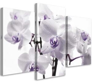 Obraz na plátne Biela fialová orchidea - 3 dielny Rozmery: 60 x 40 cm
