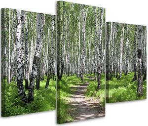 Obraz na plátne Brezový les - 3 dielny Rozmery: 60 x 40 cm