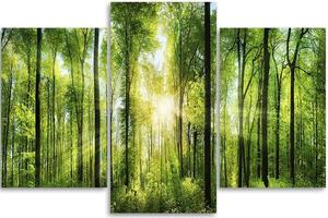 Obraz na plátne Slnečné lúče v zelenom lese - 3 dielny Rozmery: 60 x 40 cm