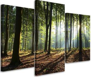 Obraz na plátne Slnečné lúče v lese - 3 dielny Rozmery: 60 x 40 cm
