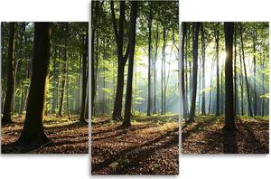 Obraz na plátne Slnečné lúče v lese - 3 dielny Rozmery: 60 x 40 cm