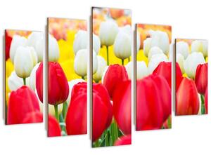Obraz Biele a červené tulipány - 5 dielny Rozmery: 150 x 100 cm, Prevedenie: Obraz na plátne
