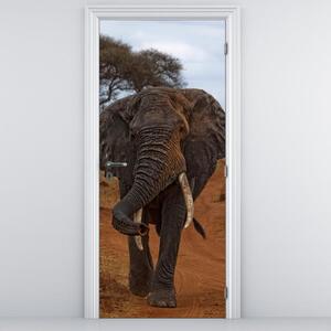 Fototapeta na dvere - Slon (95x205cm)