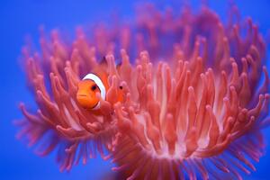 Umelecká fotografie Finding Nemo, Wendy, (40 x 26.7 cm)