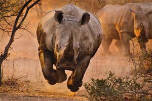 Fotografia Rhino learning to fly, Justus Vermaak, (40 x 26.7 cm)
