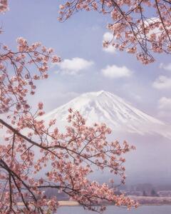 Umelecká fotografie Mt. Fuji in the cherry blossoms, Makiko Samejima, (30 x 40 cm)