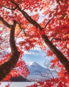 Umelecká fotografie Mt.fuji is in the autumn leaves, Makiko Samejima, (30 x 40 cm)