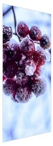 Fototapeta na dvere - Zmrznuté ovocie (95x205cm)