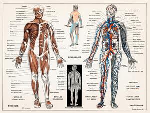 Ilustrácia Antique Illustration of the Human Nervous & Muscular System, (40 x 30 cm)