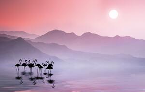 Umelecká fotografie Flamingos Sunset, Bess Hamiti, (40 x 24.6 cm)