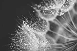 Fotografia Dandelion seed with water drops, Jasmina007, (40 x 26.7 cm)