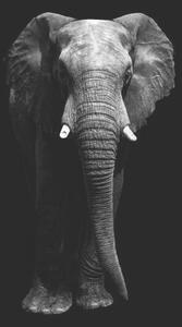 Fotografia Isolated elephant standing looking at camera, Aida Servi