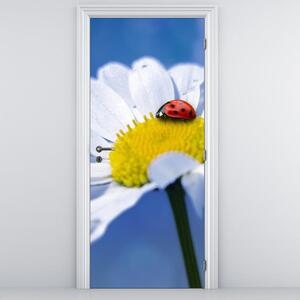 Fototapeta na dvere - Lienka na margarétke (95x205cm)