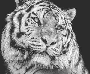 Fotografia Powerful high contrast black and white tiger face, Kagenmi
