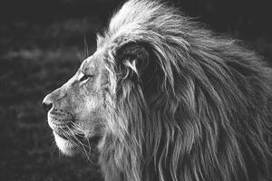 Umelecká fotografie Close-up of a Lion (B&W), azamkassim, (40 x 26.7 cm)
