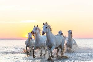 Fotografia Camargue white horses running in water at sunset, Peter Adams