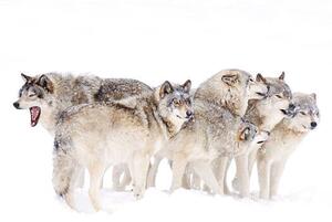 Umelecká fotografie Timber wolf family, Jim Cumming, (40 x 26.7 cm)