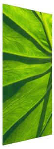 Fototapeta na dvere - zelené listy (95x205cm)