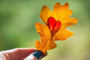 Umelecká fotografie Autumn yellow leaf with cut heart in a hand, polya_olya, (40 x 26.7 cm)