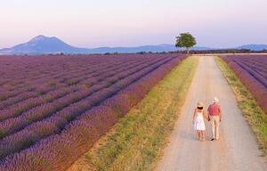 Umelecká fotografie Couple walking on roadway between lavender fields, Shaun Egan, (40 x 24.6 cm)