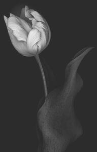 Umelecká fotografie Monochrome multi-shaded Parrot Tulip, OGphoto, (26.7 x 40 cm)