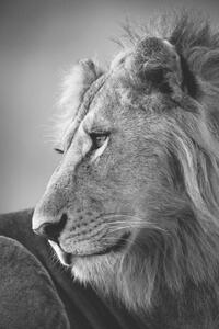 Umelecká fotografie Mono close-up of male lion looking left, nicholas_dale, (26.7 x 40 cm)