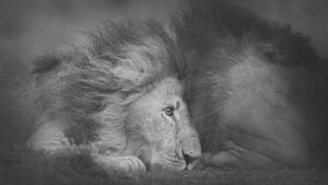 Umelecká fotografie Beautiful Portrait of Two Male Lions, Vicki Jauron, Babylon and Beyond Photography, (40 x 22.5 cm)