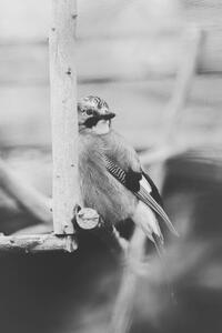 Umelecká fotografie Birdie Photo,Close-up of jay perching on feeder, Iolu Marian Beniamin / 500px, (26.7 x 40 cm)
