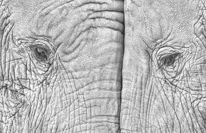 Umelecká fotografie Close-up of two elephants standing face to face, juanluis_duran, (40 x 26.7 cm)