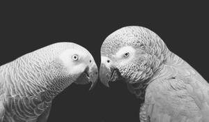 Umelecká fotografie Two Beautiful Big Grey Parrot Closeup, Amit Chauhan, (40 x 22.5 cm)