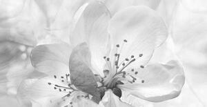 Umelecká fotografie Roses flowers. Floral spring background. Close-up., Fnadya76, (40 x 20 cm)