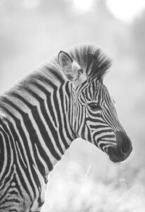 Umelecká fotografie Zebra, Zhanna Muzalevskaia, (26.7 x 40 cm)