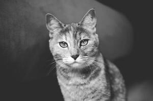 Umelecká fotografie Domestic cat looking at camera, Mario Gutiérrez, (40 x 26.7 cm)